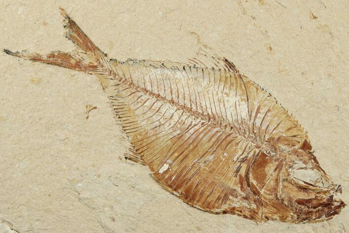 3.7" Fossil Fish (Diplomystus Birdi) - Hjoula, Lebanon